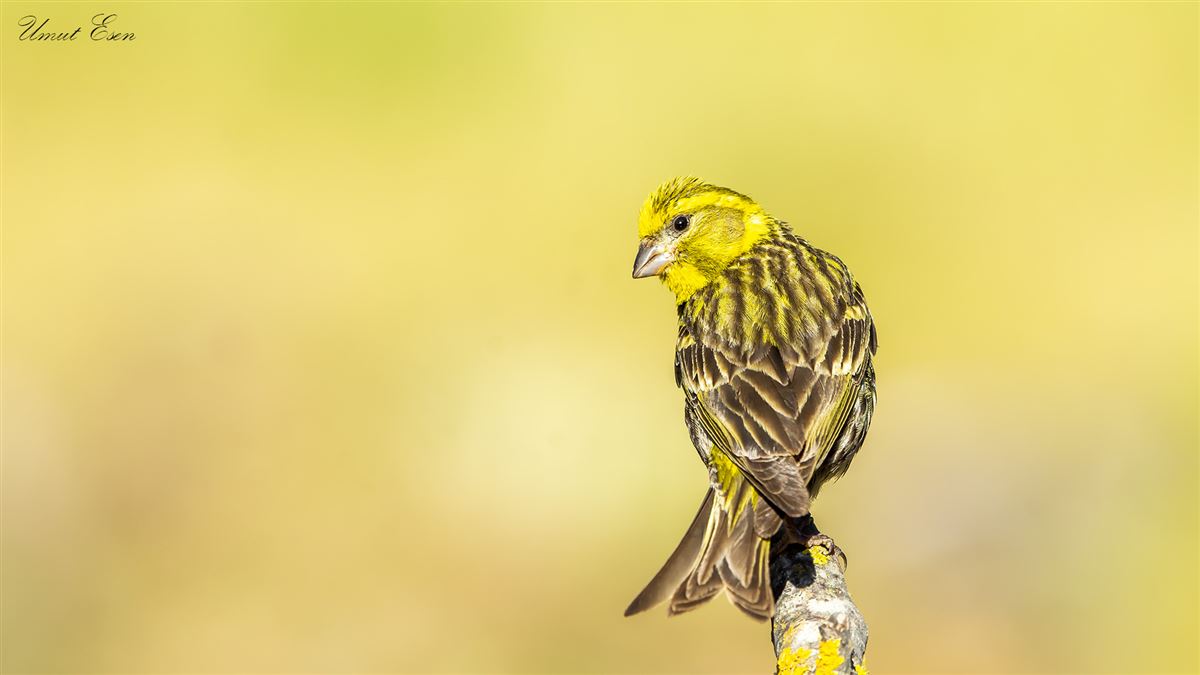 European Serin