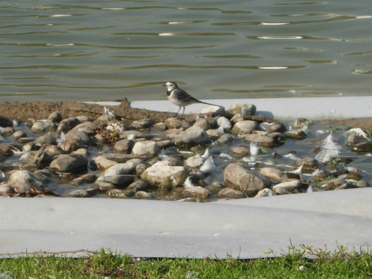 White Wagtail