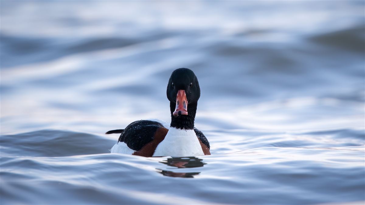 Common Shelduck
