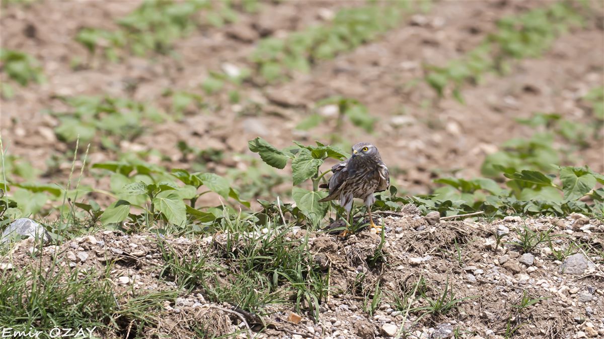 Montagu`s Harrier