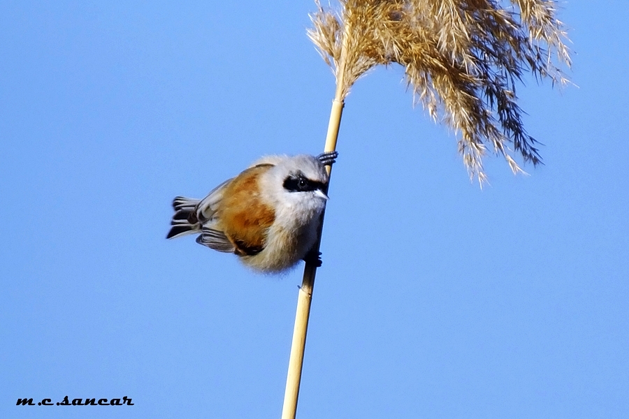 Eurasian Penduline Tit