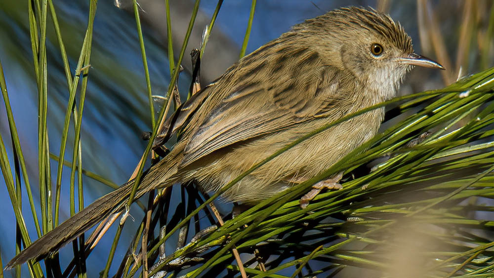 Delicate Prinia
