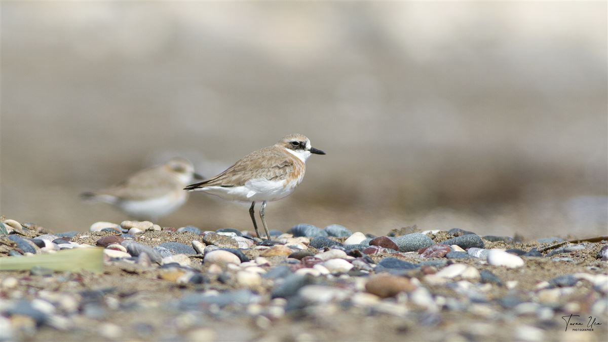 Greater Sand Plover