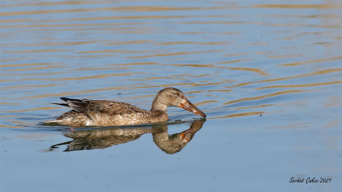 Northern Shoveler