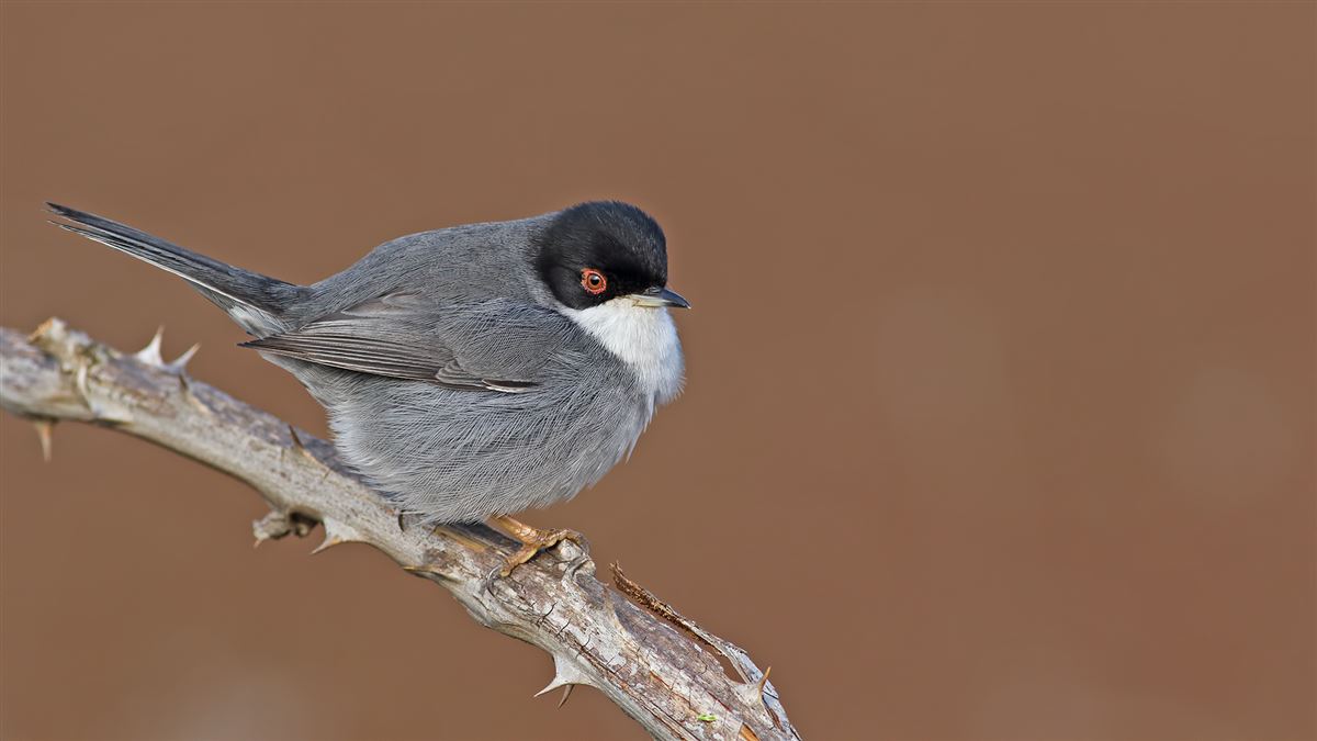Sardinian Warbler