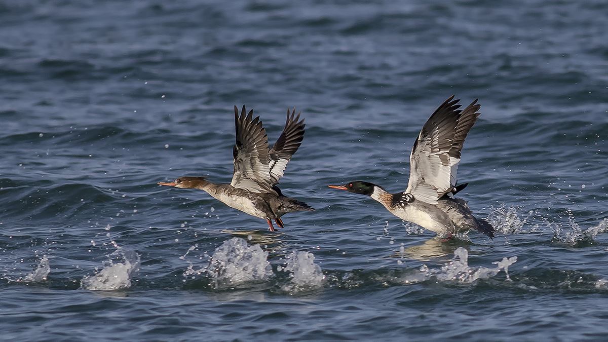 Red-breasted Merganser