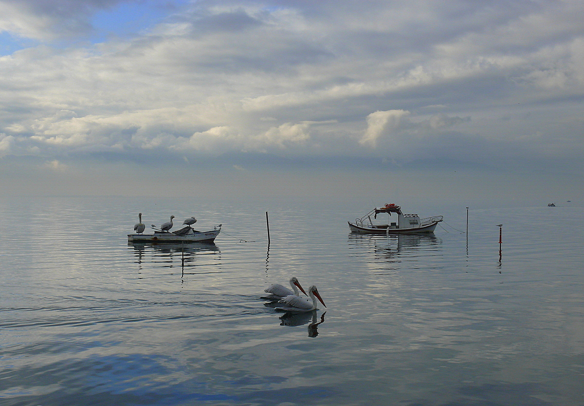 Dalmatian Pelican