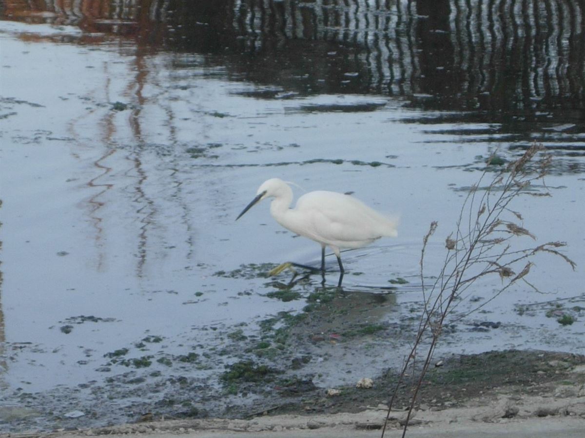 Little Egret