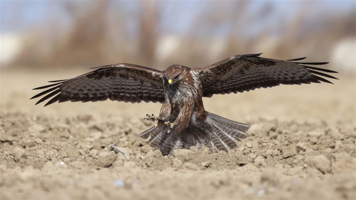 Common Buzzard