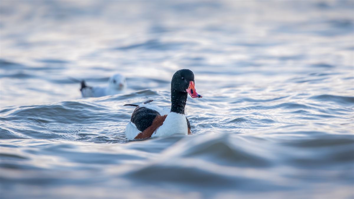 Common Shelduck