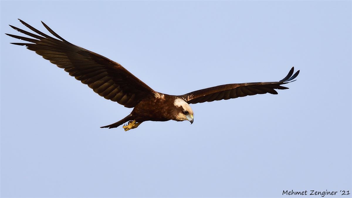 Western Marsh Harrier