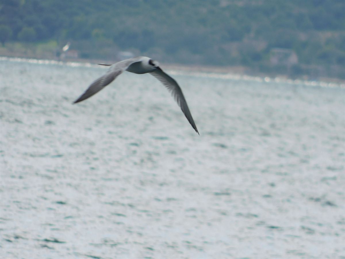 Sandwich Tern