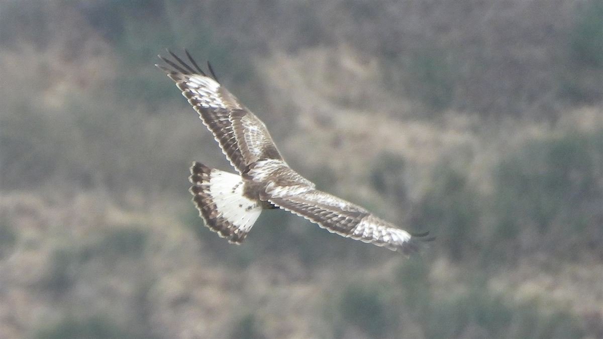 Rough-legged Buzzard