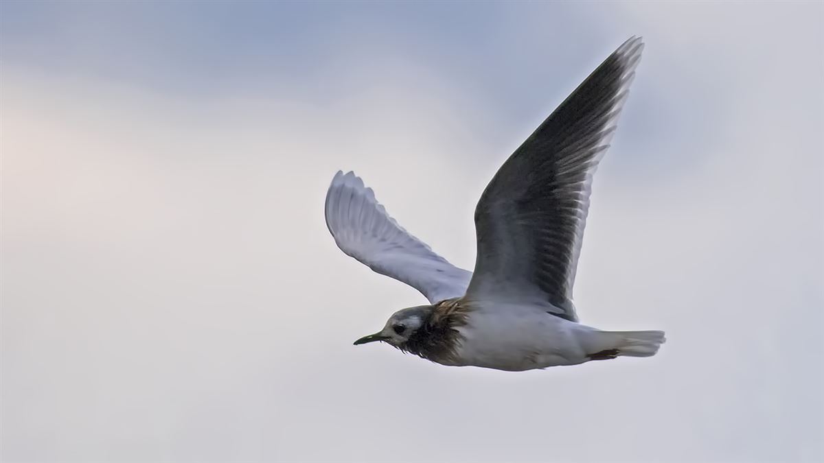 Little Gull