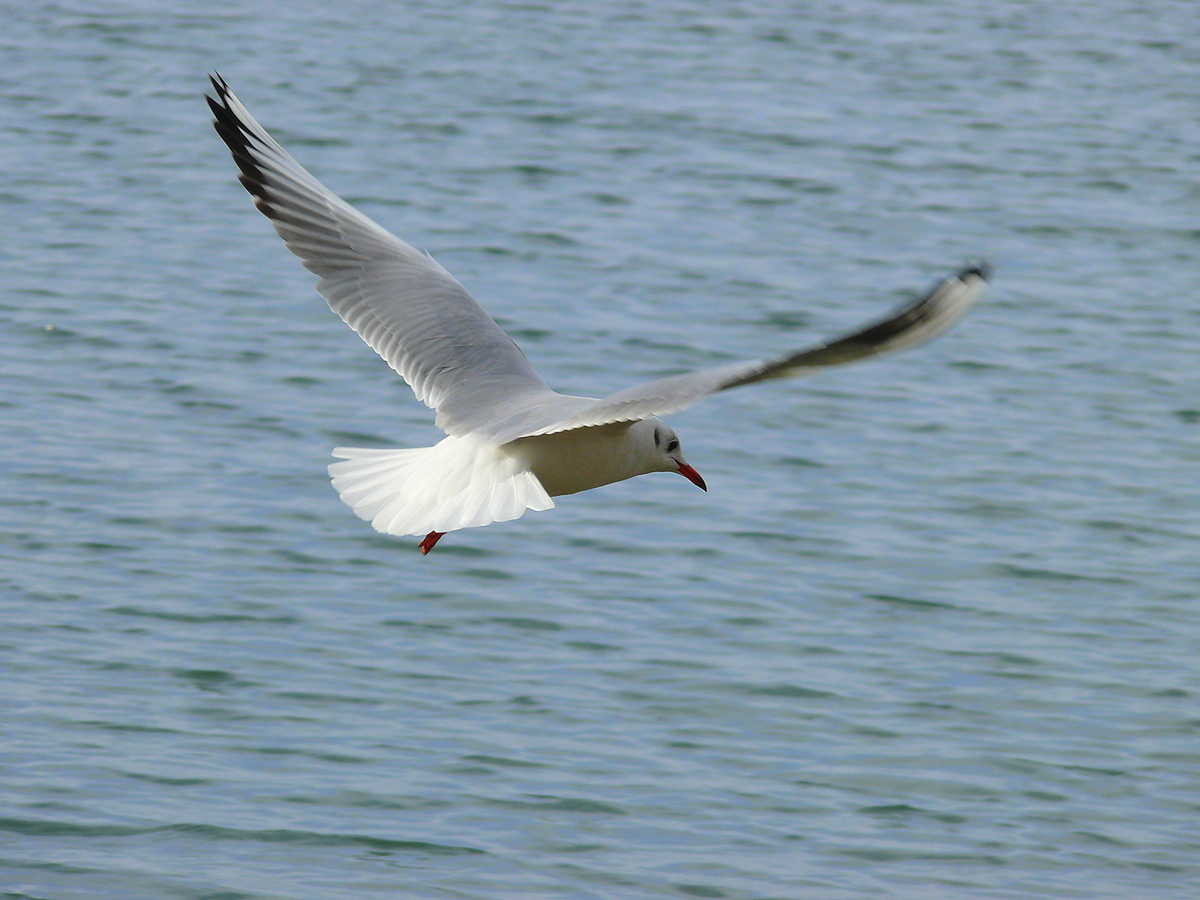 Black-headed Gull