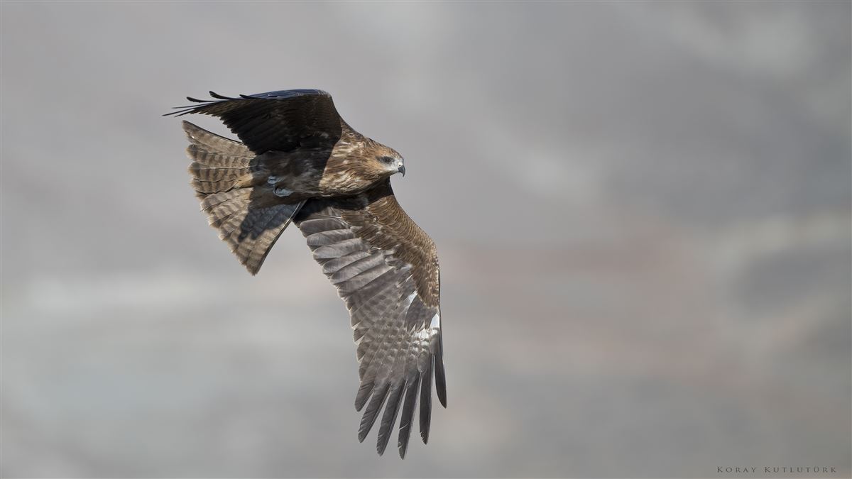 Black Kite