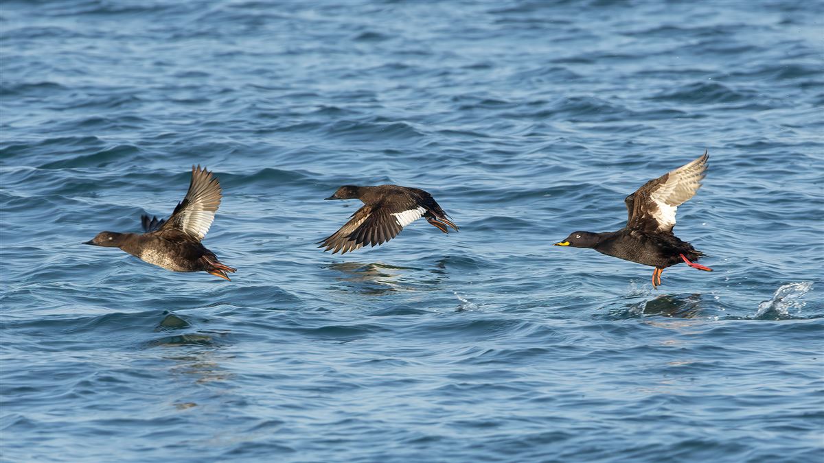 Velvet Scoter