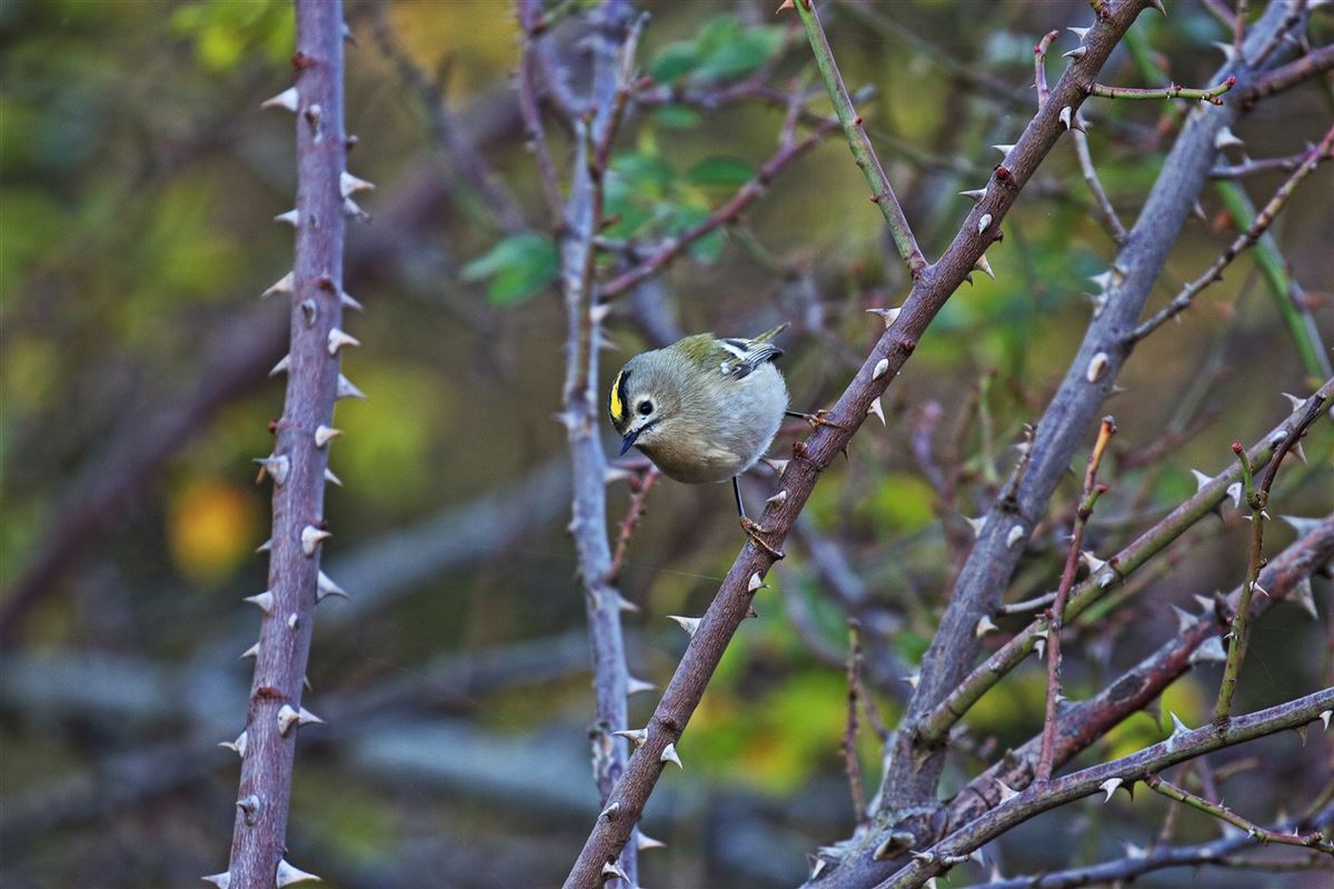 Goldcrest