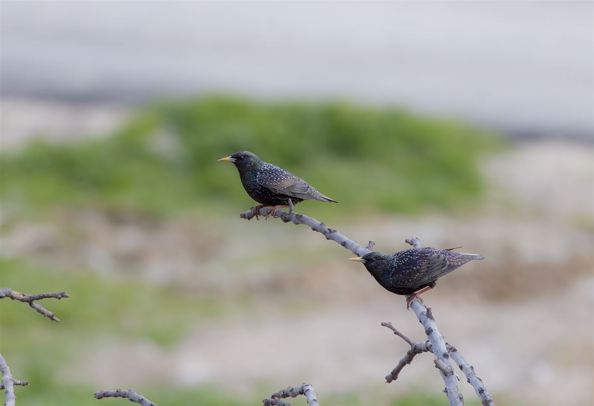 Common Starling