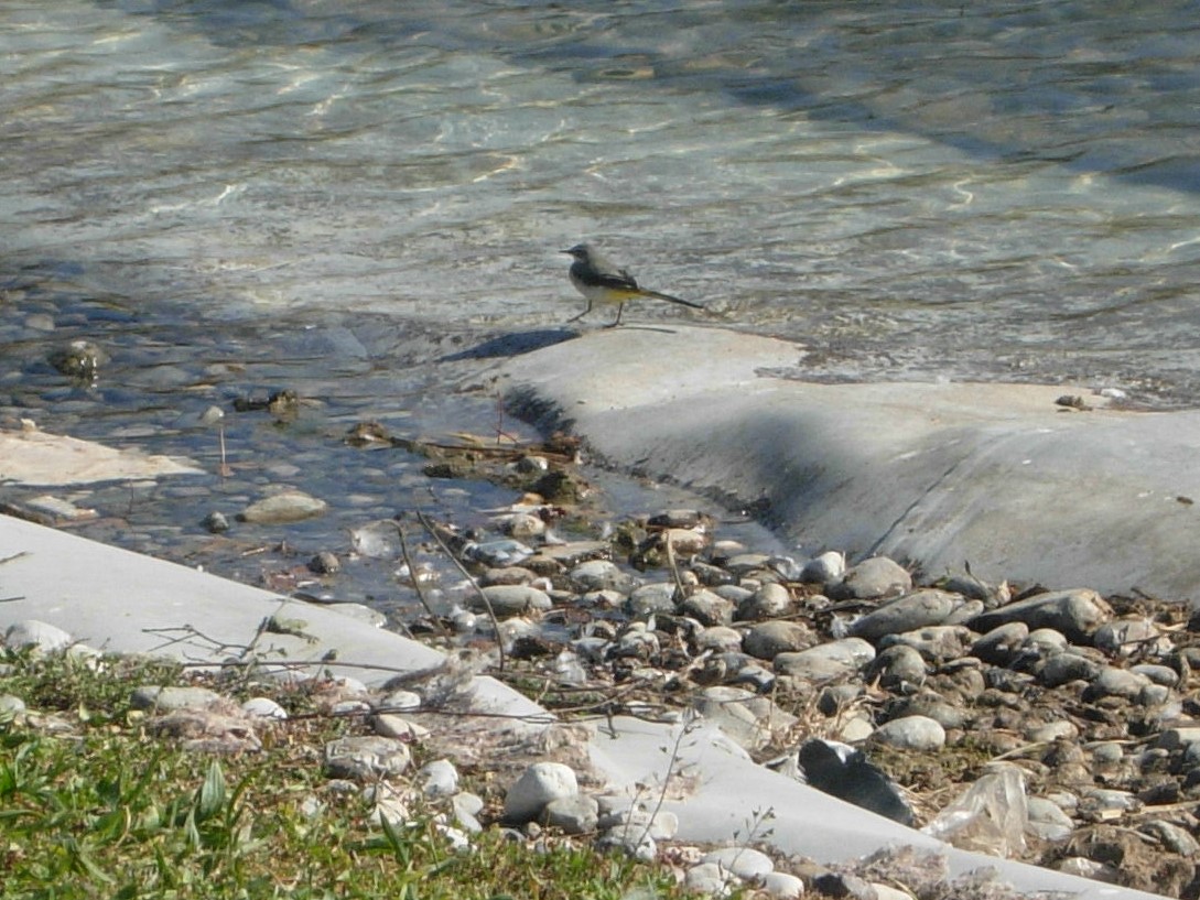 Grey Wagtail