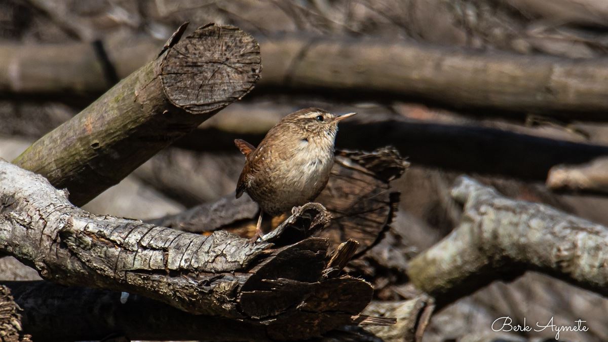 Eurasian Wren