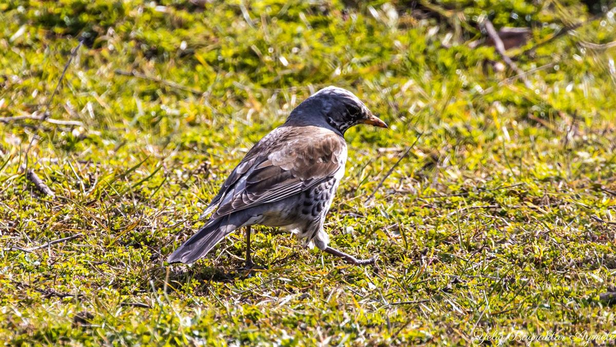 Fieldfare