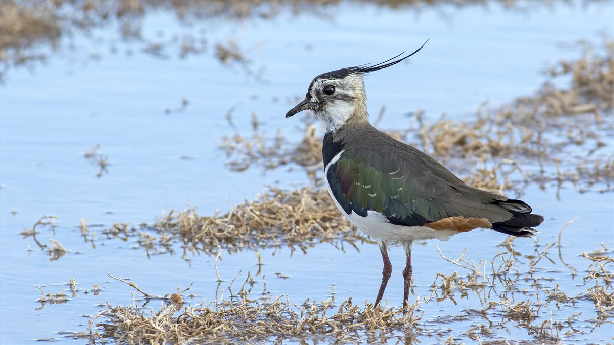 Northern Lapwing