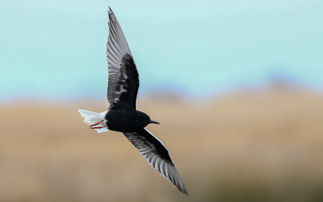 White-winged Tern