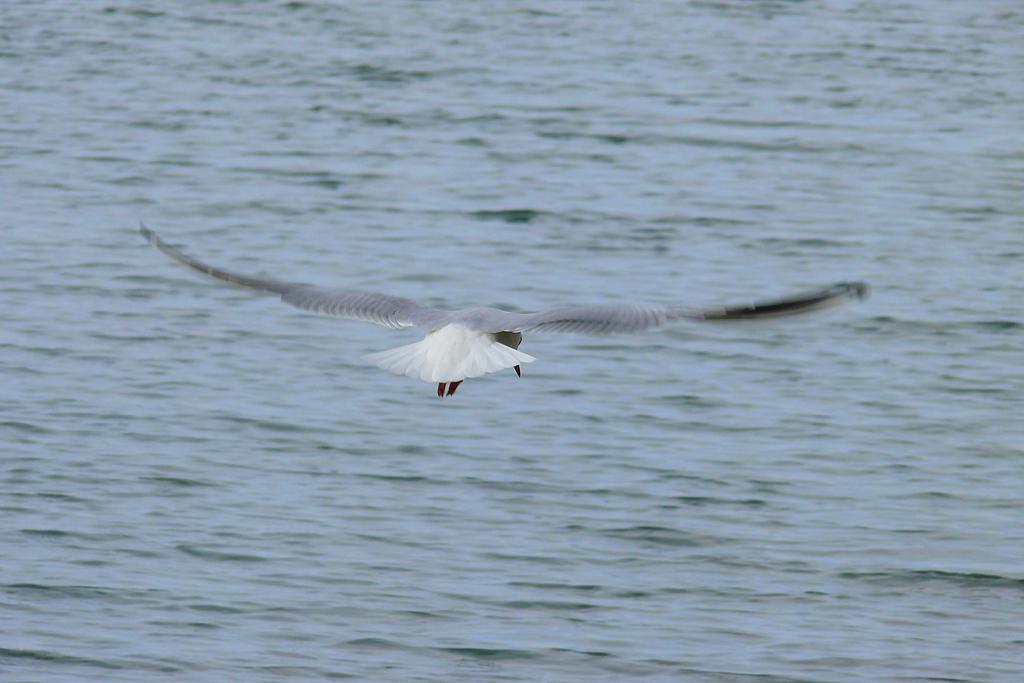 Black-headed Gull