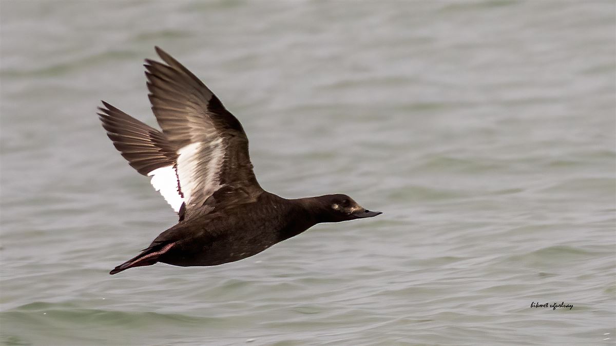 Velvet Scoter