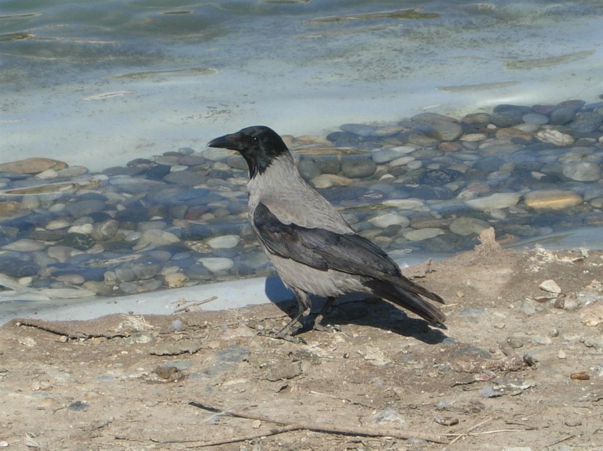 Hooded Crow