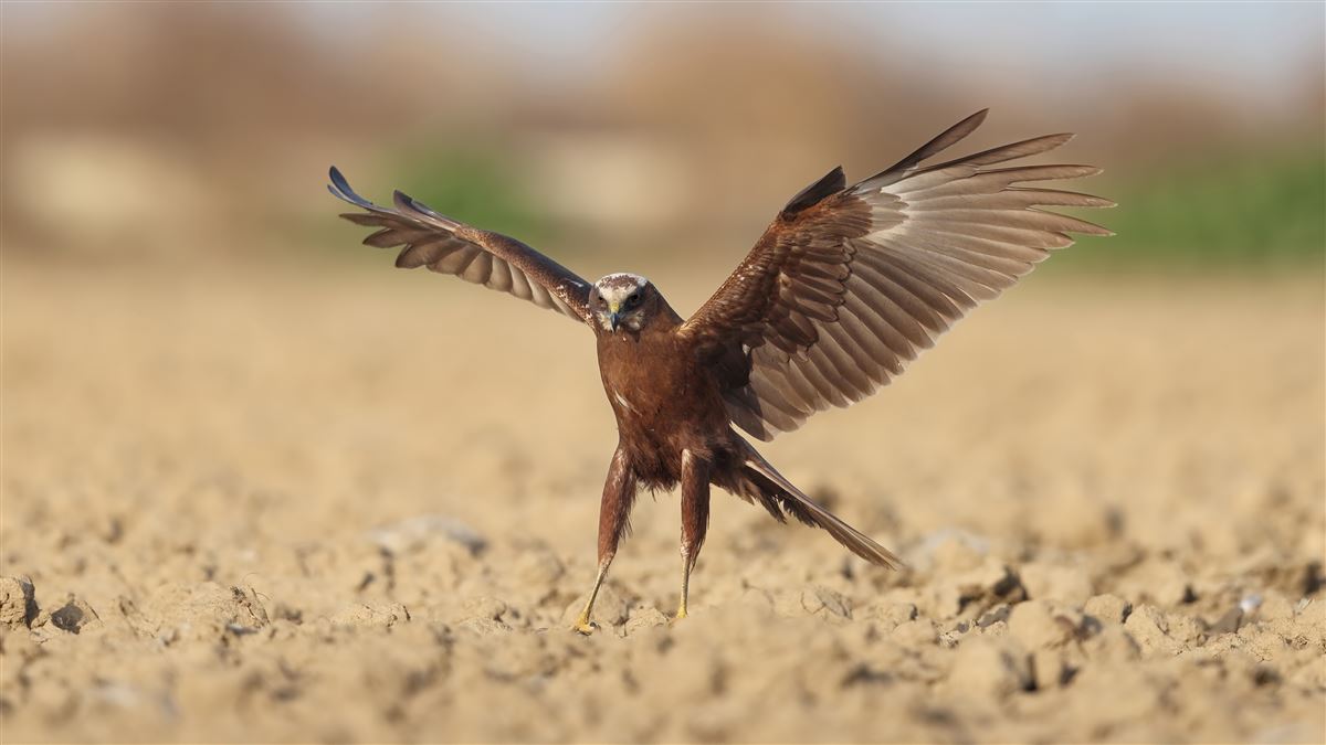 Western Marsh Harrier