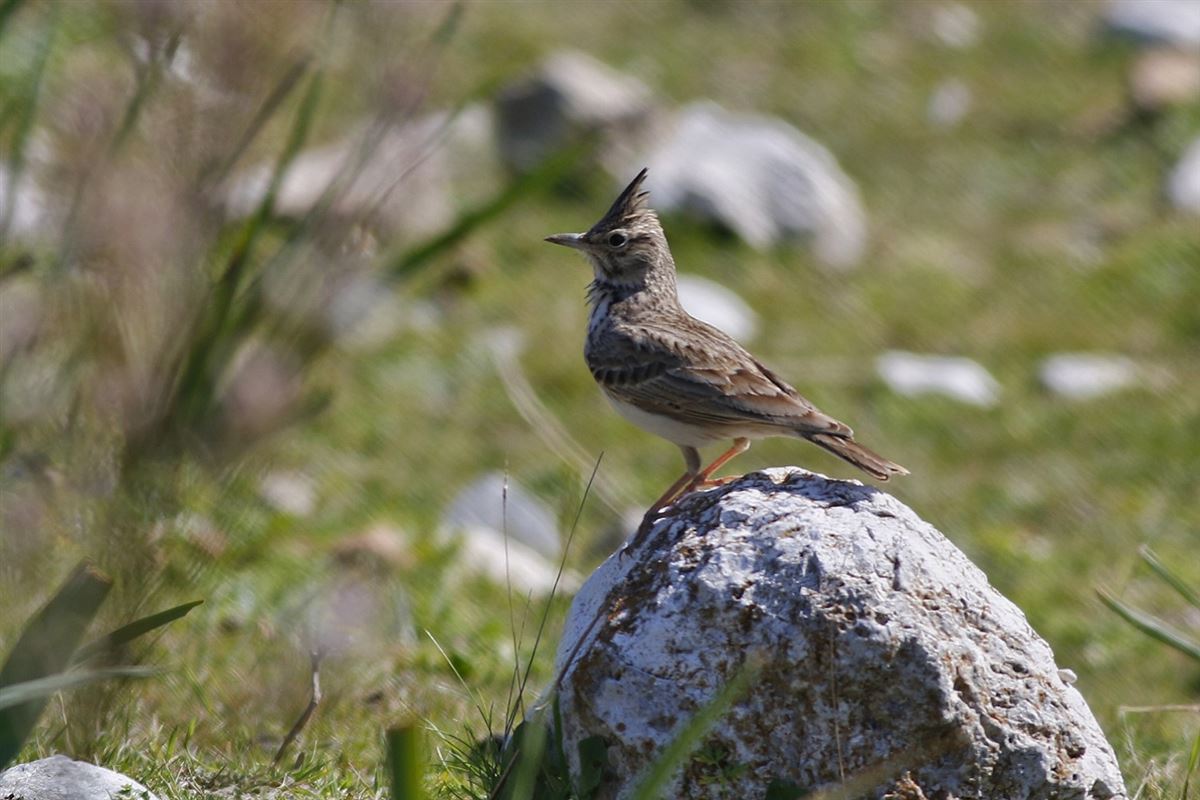 Crested Lark