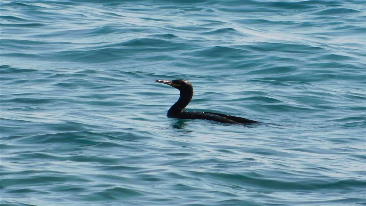 European Shag