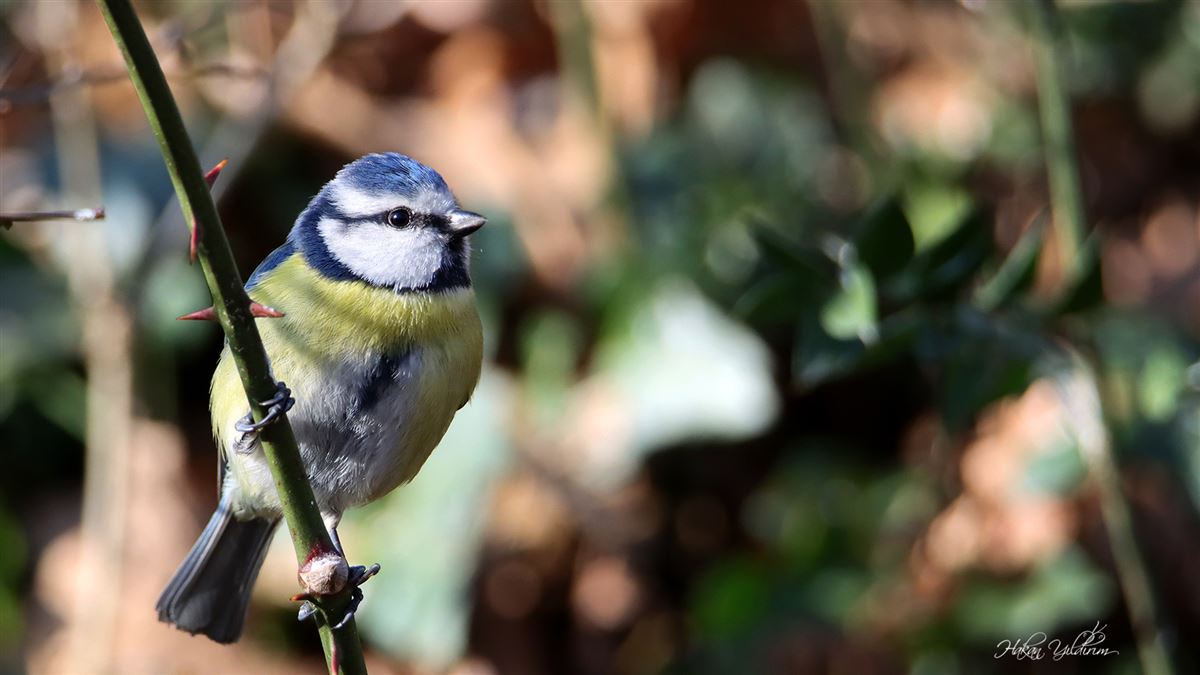 Eurasian Blue Tit