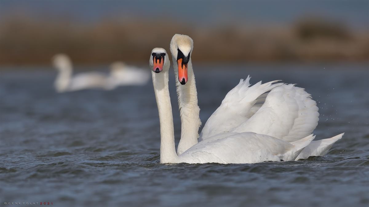 Mute Swan
