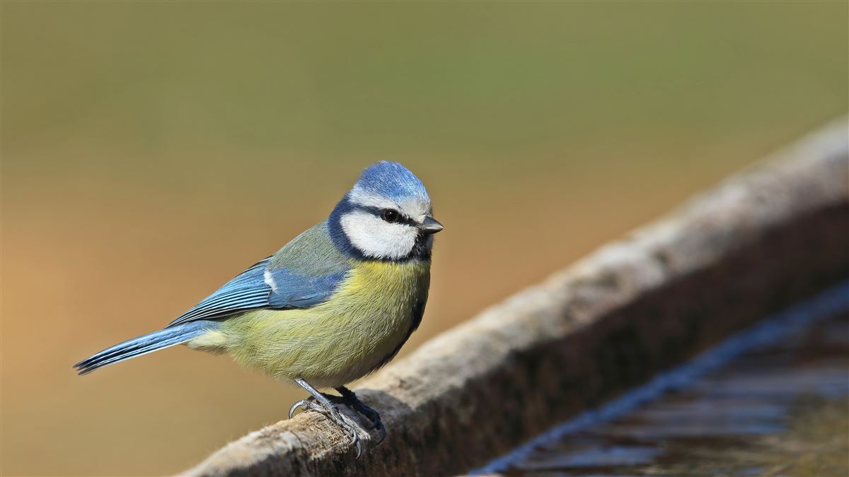 Eurasian Blue Tit