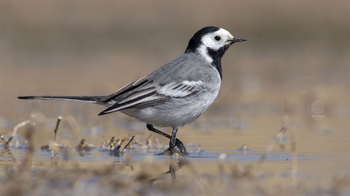 White Wagtail