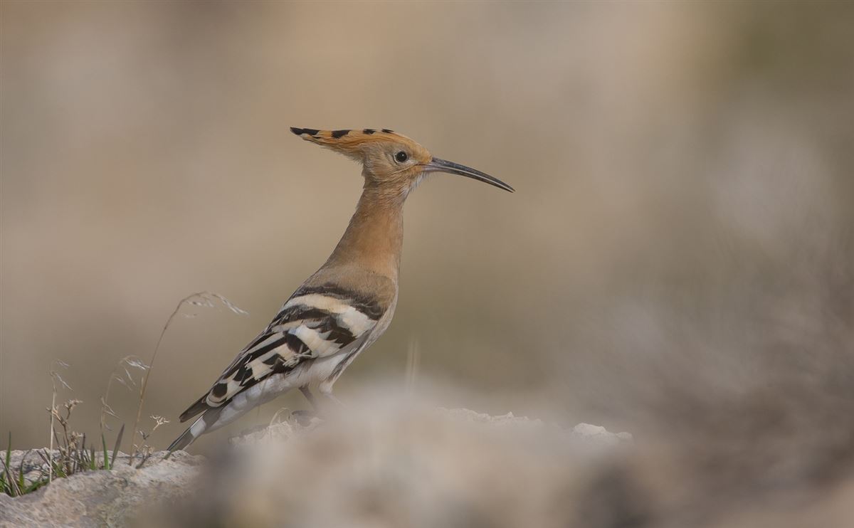 İbibik
