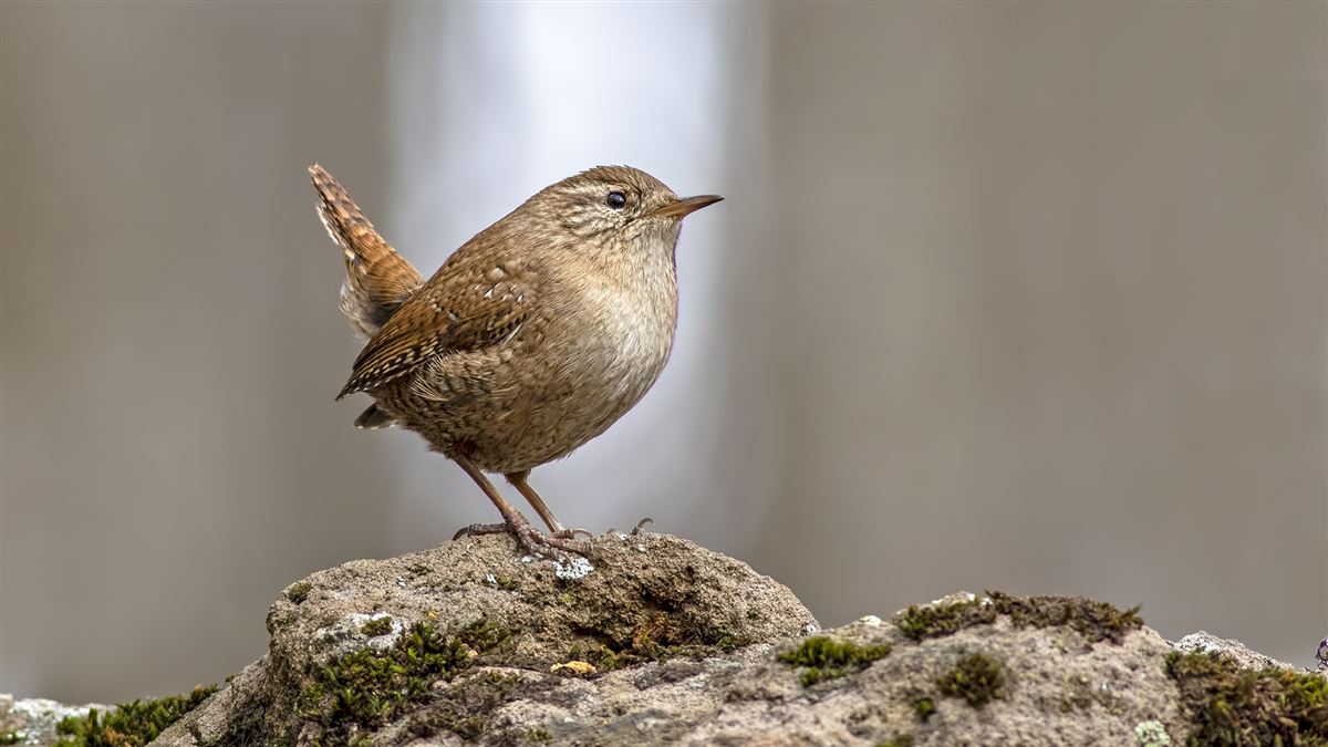 Eurasian Wren