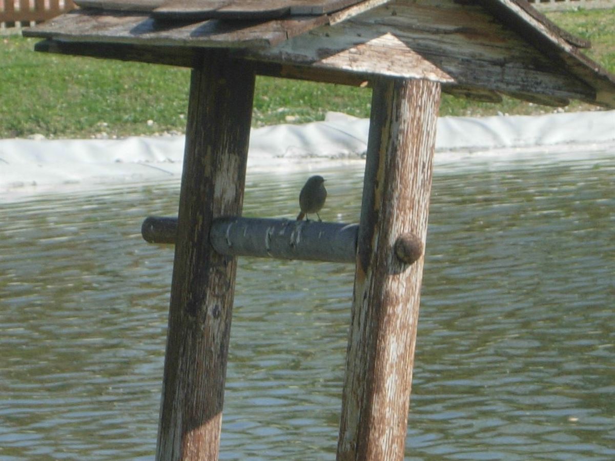 Black Redstart