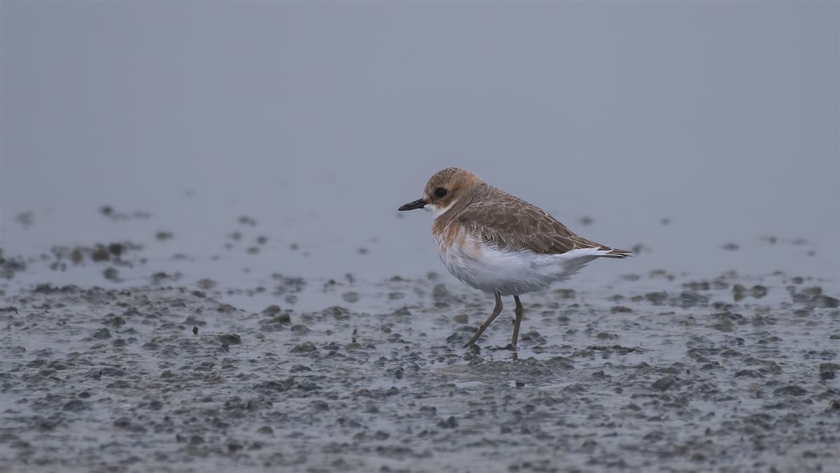 Greater Sand Plover