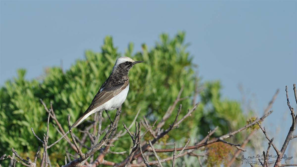 Hooded Wheatear