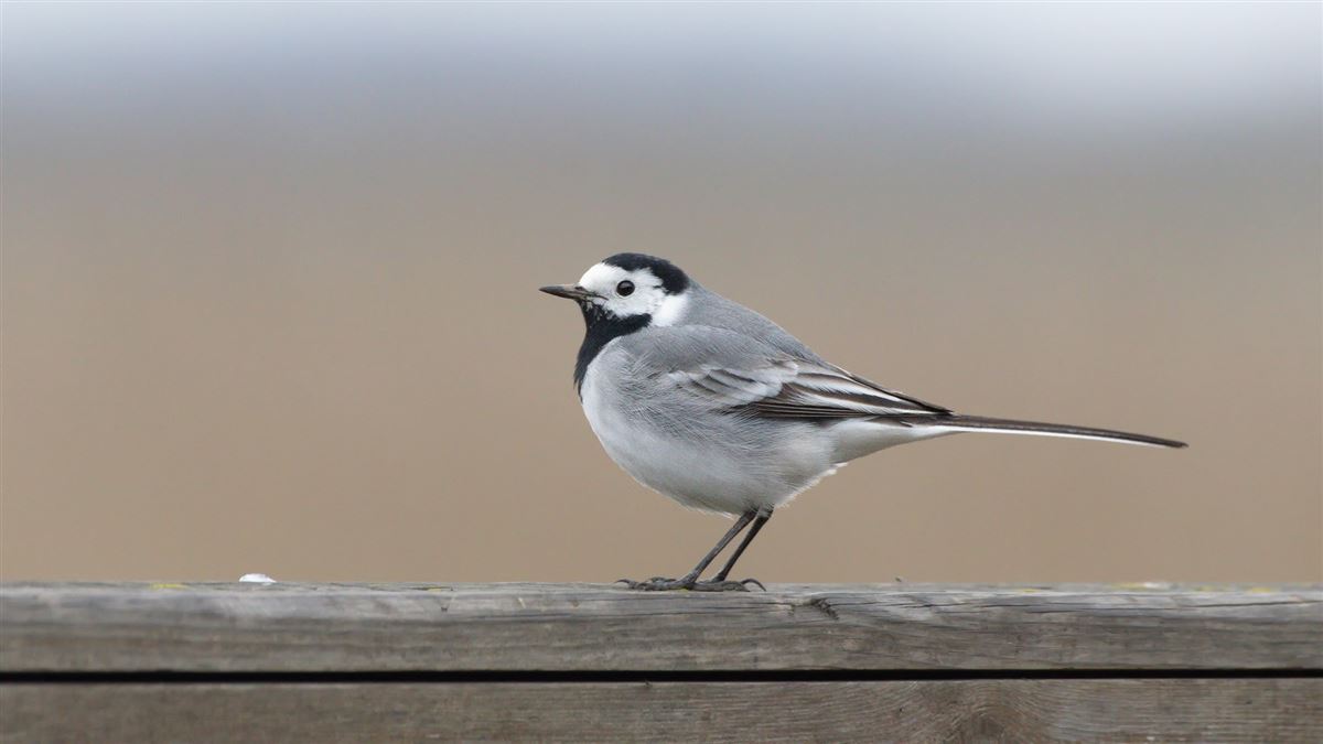 White Wagtail