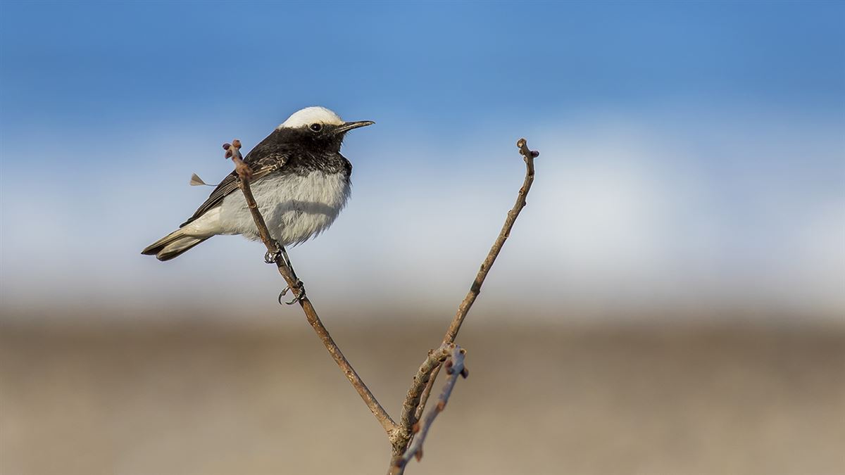 Hooded Wheatear