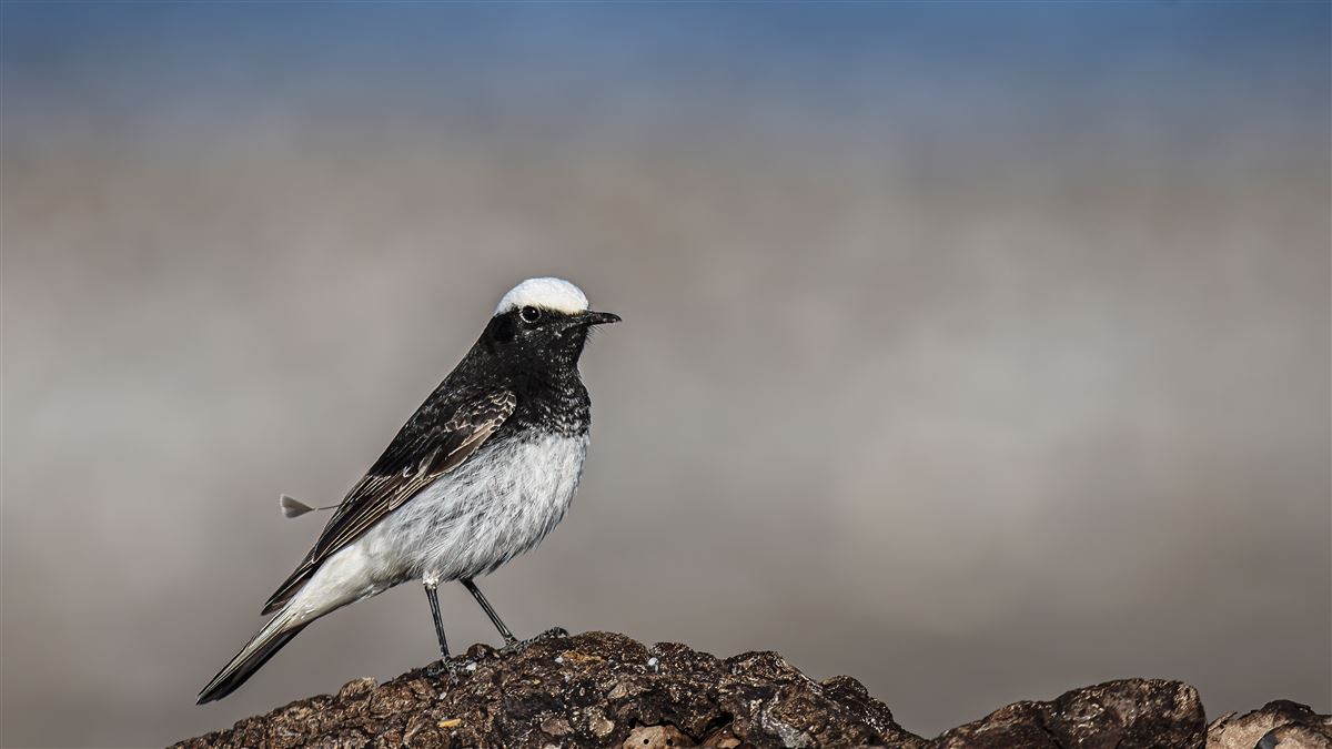 Hooded Wheatear