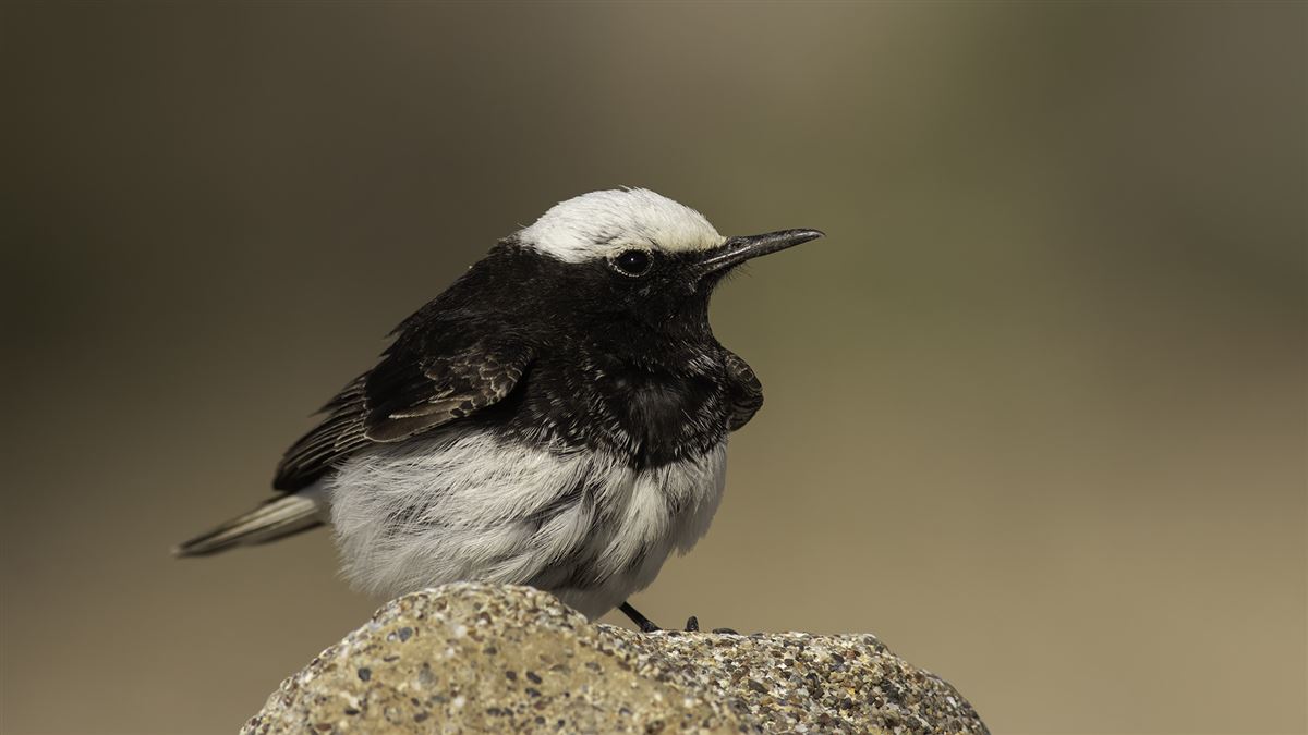 Hooded Wheatear