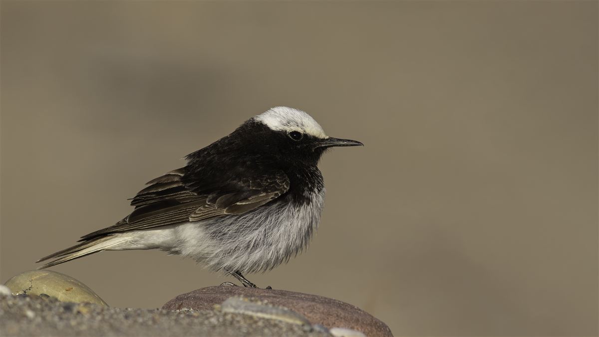 Hooded Wheatear