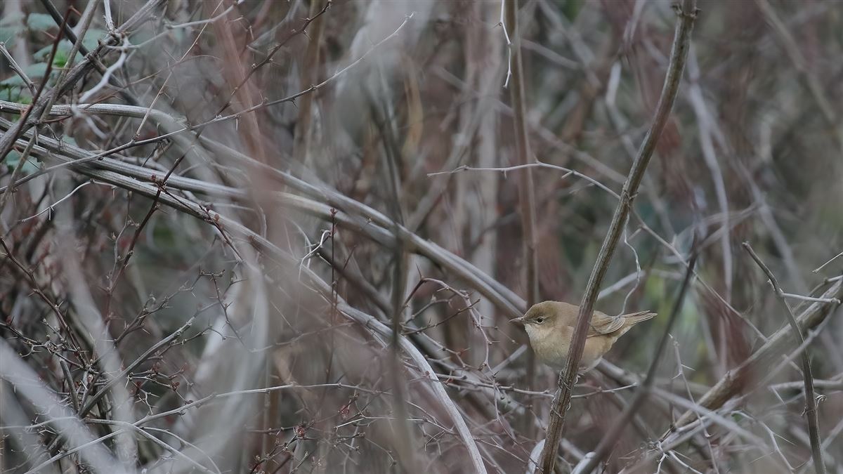 Savi`s Warbler