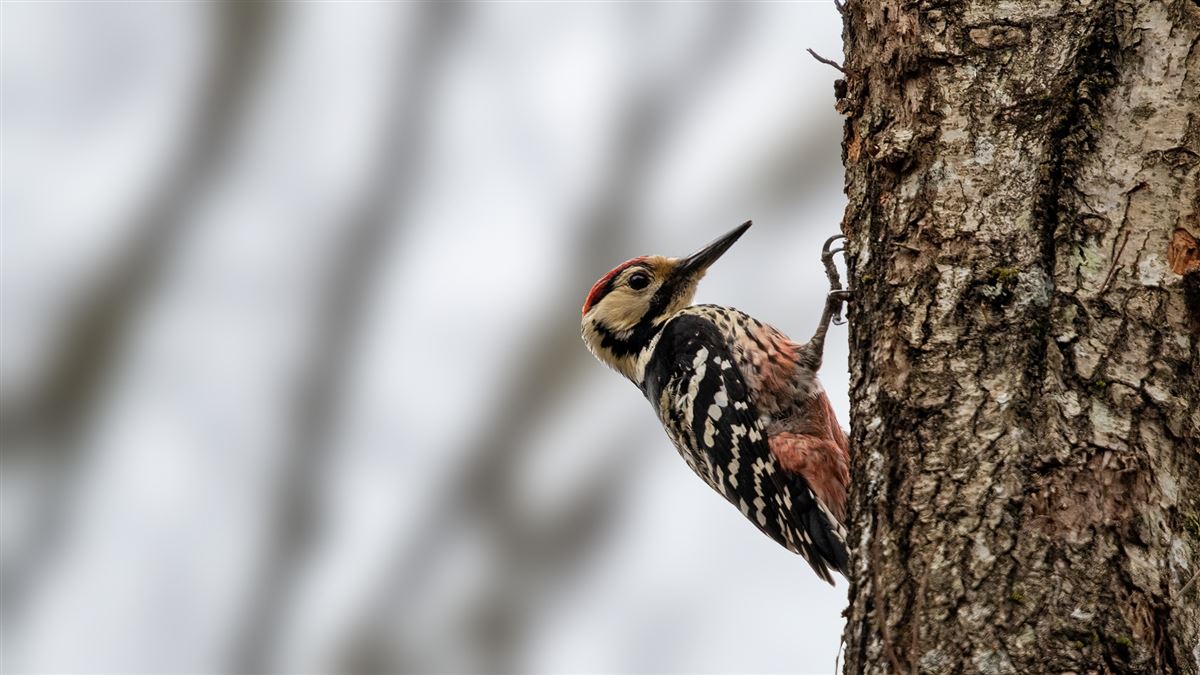 White-backed Woodpecker